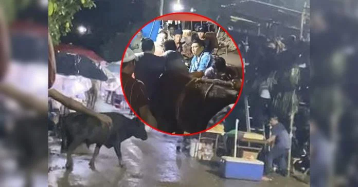 Se escapa el toro en Chumayel, y las personas lo abrazan