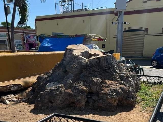 El árbol de huaya que se cortó en el parque de San Juan fue por situación de riesgo
