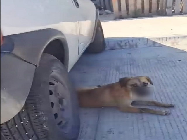 Indignación en Umán por perro maltratado