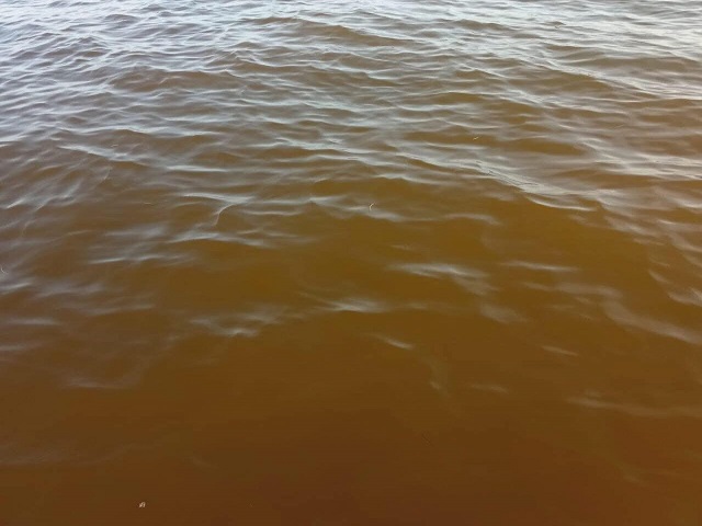 ¿Afectará las vacaciones de verano? reportan marea roja en Dzilam Bravo