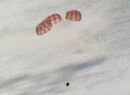 Artemis II logra amerizaje y está de vuelta en la Tierra