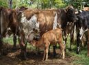 Nacen los primeros siete becerros por inseminación artificial en Yucatán