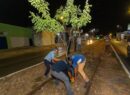 Se reubicarán árboles colocados por el Ayuntamiento de Mérida en Circuito Colonias