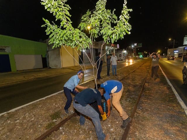 Se reubicarán árboles colocados por el Ayuntamiento de Mérida en Circuito Colonias