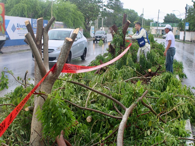 Ayuntamiento de Mérida denuncia afectaciones a árboles en Circuito Colonias Oriente