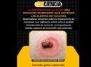 La enfermedad de Lyme: una zoonosis emergente que enciende las alertas en Yucatán