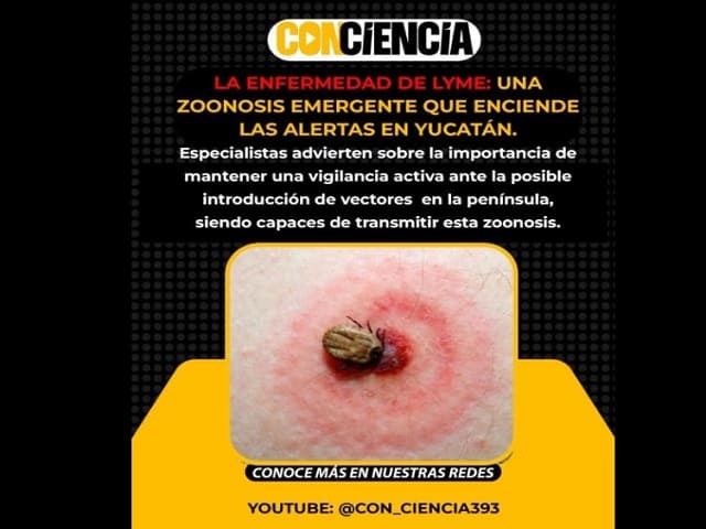 La enfermedad de Lyme: una zoonosis emergente que enciende las alertas en Yucatán
