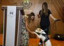 Mes del Bienestar Animal: Mérida anuncia 600 esterilizaciones gratuitas