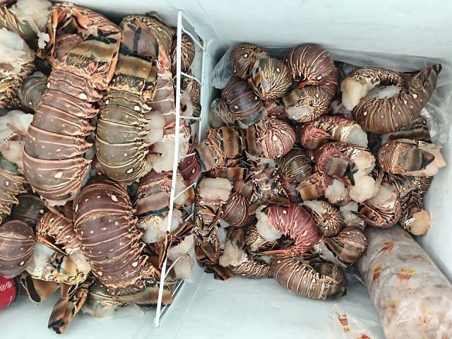 Inicia hoy la temporada de captura de langosta en la costa yucateca