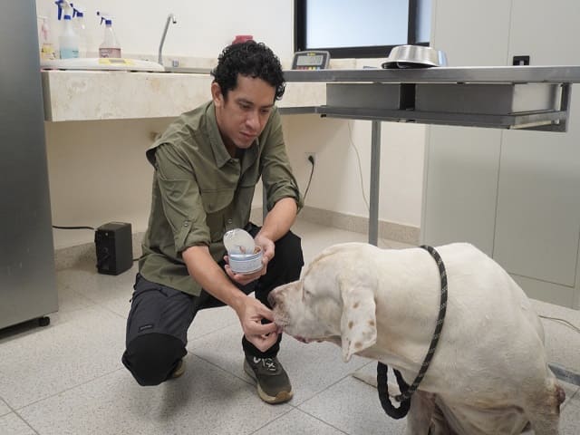 Ayuntamiento da seguimiento al caso de los perros de la colonia Bojórquez; permanecen bajo resguardo en el CEMAA