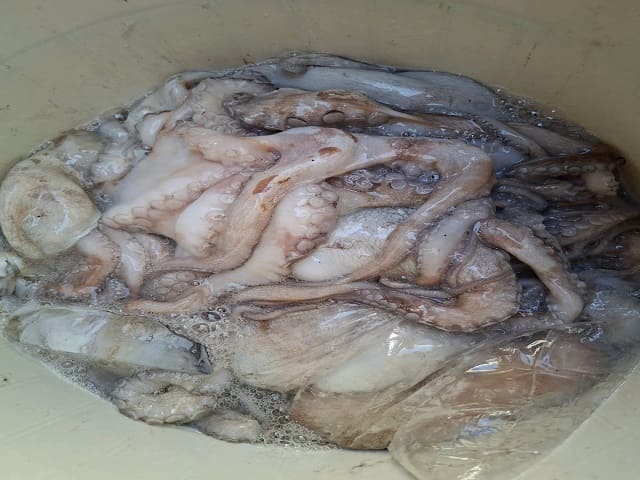 Poco pulpo y mucha gasolina: pescadores de Celestún arrancan temporada con bajas ganancias
