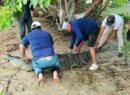 Capturan y reubican cocodrilo del balneario Chiquilá tras reporte de ataque a un perro