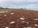 Sargazo invade el playón de progreso y sorprende el alejamiento del mar