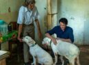 Acuerdan devolución de Oso y Blanqui a su hogar tras valoración de bienestar animal.