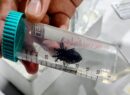 Investigan nuevos tratamientos contra el Chagas; Yucatán suma 37 casos