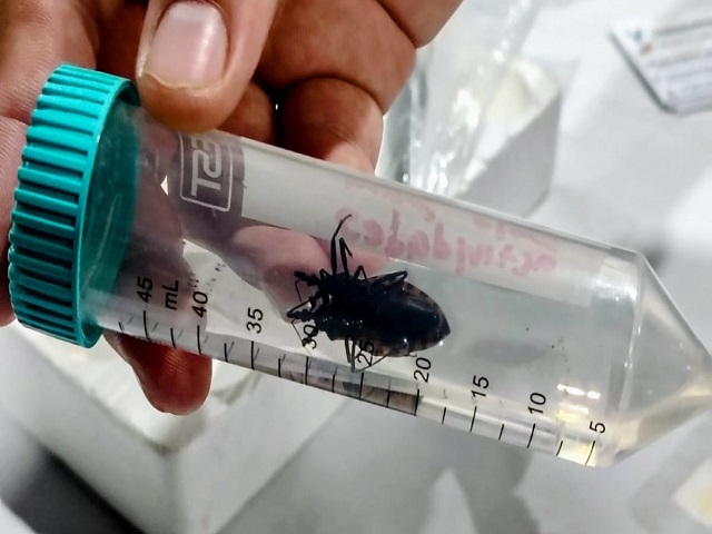 Investigan nuevos tratamientos contra el Chagas; Yucatán suma 37 casos